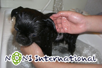 子犬