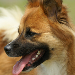 I
